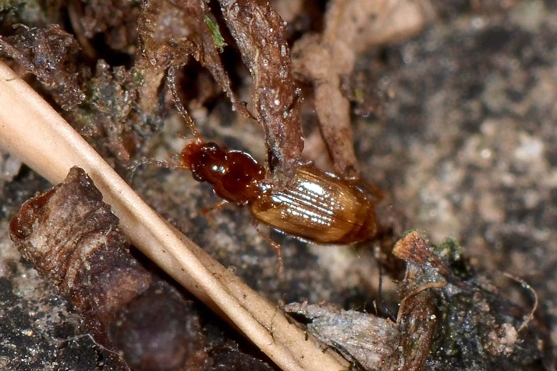 Carabidae:  Paratachys sp.?  No, Tachyura sp.